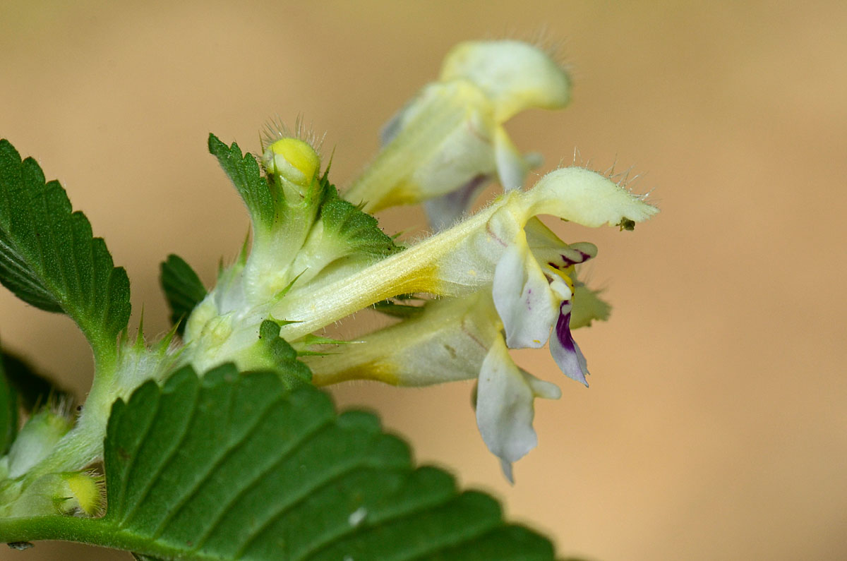 Galeopsis speciosa / Galeopside splendida